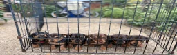 Miniature Dachshund dogs for sale: Miniature Daschunds - Advert 19