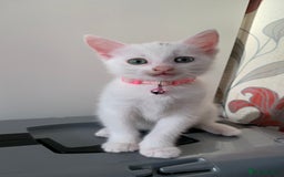 Mixed Breed cats for sale: White Gray and Ragdoll Kittens - Image 25