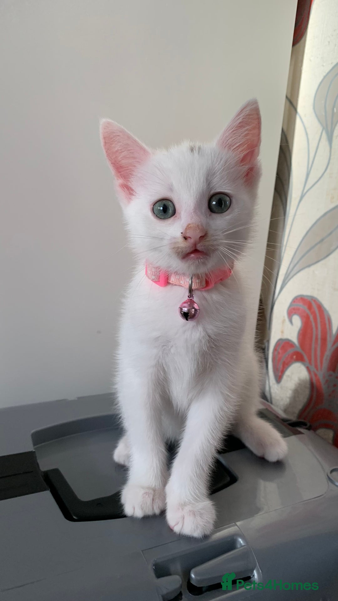 Mixed Breed cats for sale: White Gray and Ragdoll Kittens - Image 25