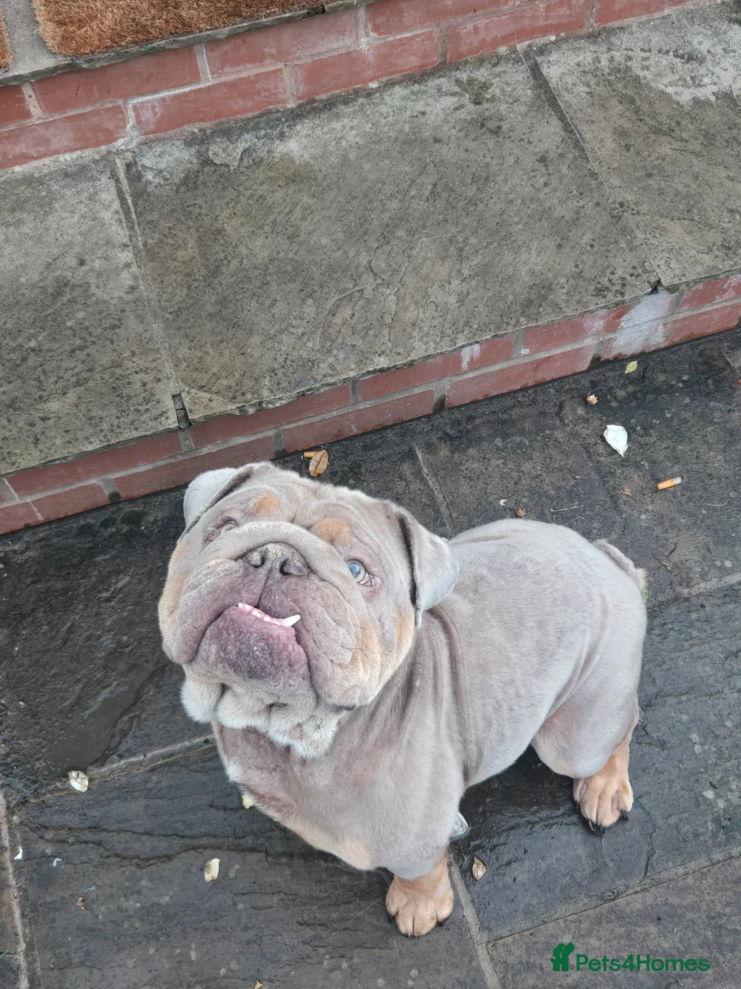 English Bulldog dogs for sale: English bulldog - Advert 1