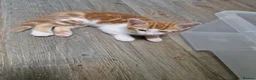 Mixed Breed cats for sale: Handsome Ginger Boy & Adorable Calico Girl - Advert 38