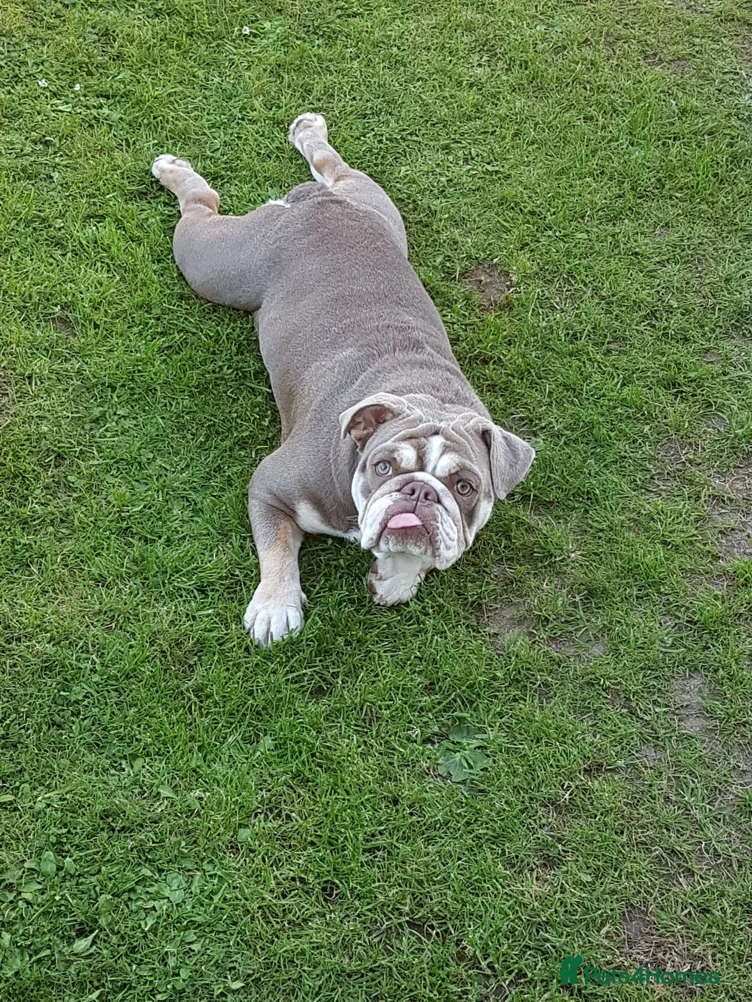 English Bulldog dogs for sale: Iona British bulldog  - Advert 1