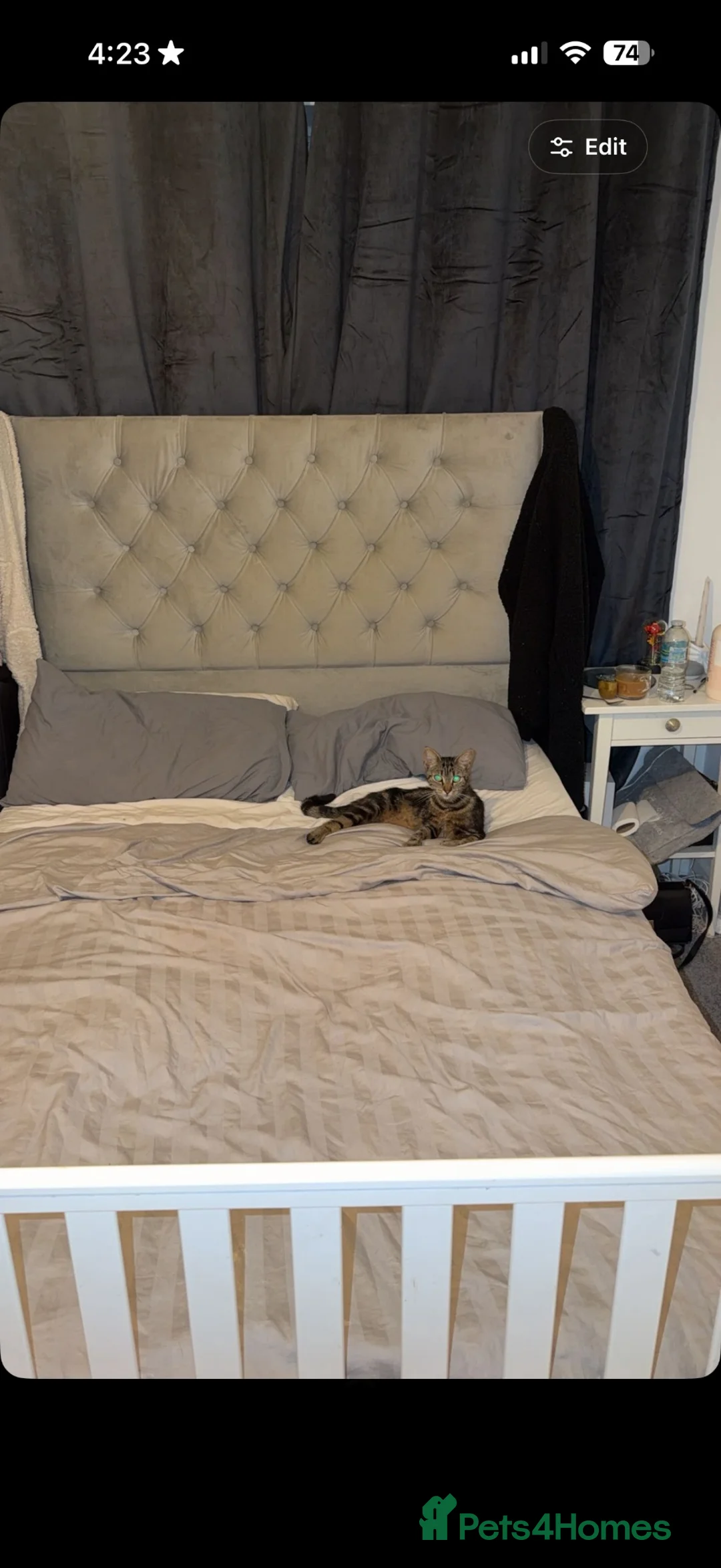 Mixed Breed cats for sale: Mixed bread cat  - Advert 1