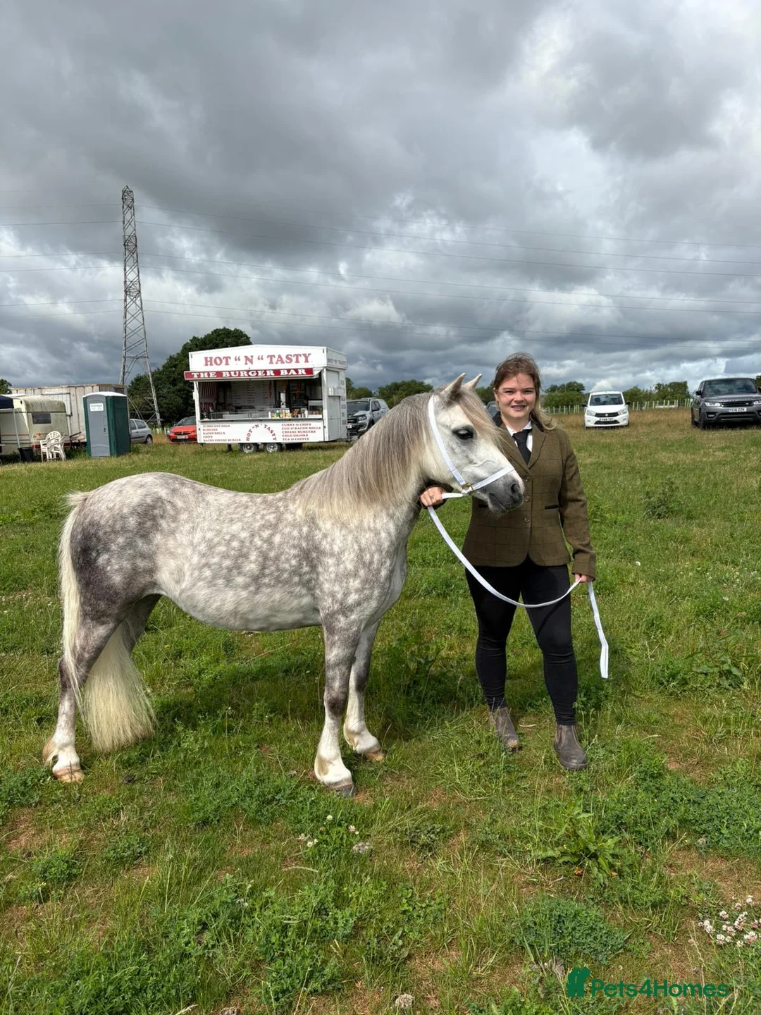 Welsh Section A horses for sale: Rising 6yo dapple grey Welsh A mare  in Hereford - Advert 8