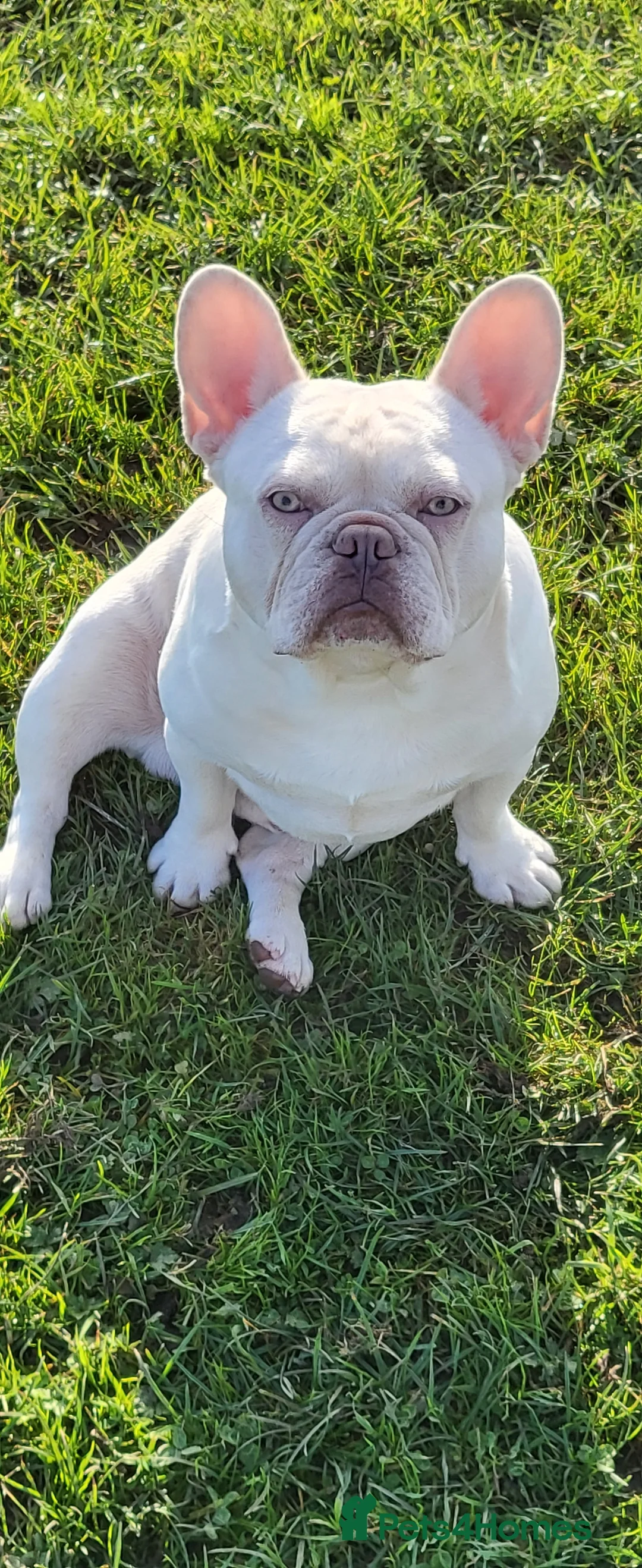 French Bulldog dogs for stud: Amazing structure and quality ‼️ in Ebbw Vale - Advert 9