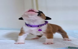 Staffordshire Bull Terrier dogs for sale: SHOW QUAILTY RED STAFF PUPPIES  - Image 14