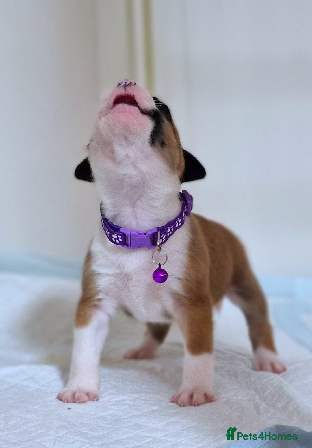 Staffordshire Bull Terrier dogs for sale: SHOW QUAILTY RED STAFF PUPPIES  - Image 14