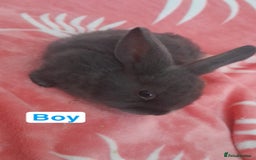 Mixed Breed rabbits for sale: Updated in 7 November bunnies - Advert 6