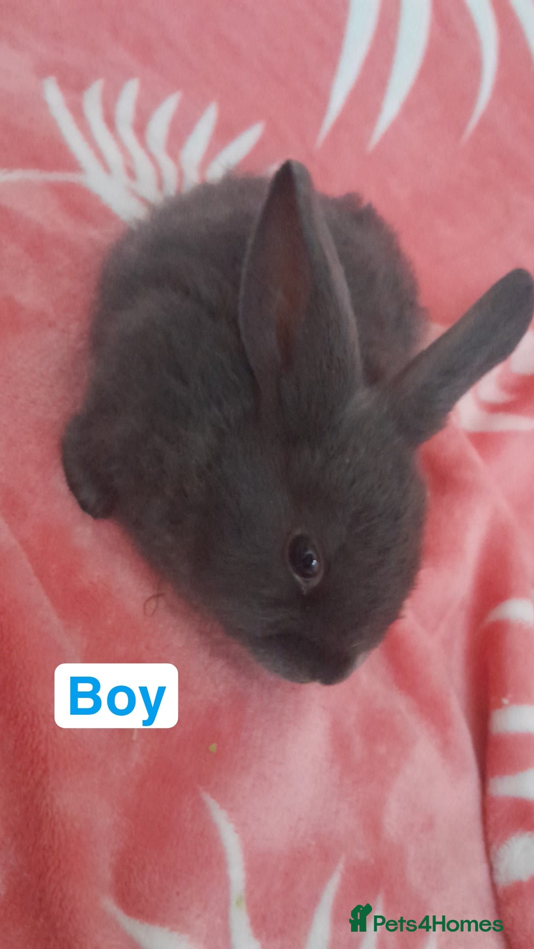 Mixed Breed rabbits for sale: Updated in 7 November bunnies - Advert 6
