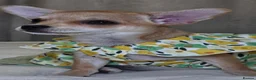 Chihuahua dogs for sale: 🐾Chihuahua Girl ready for forever loving homes - Advert 10