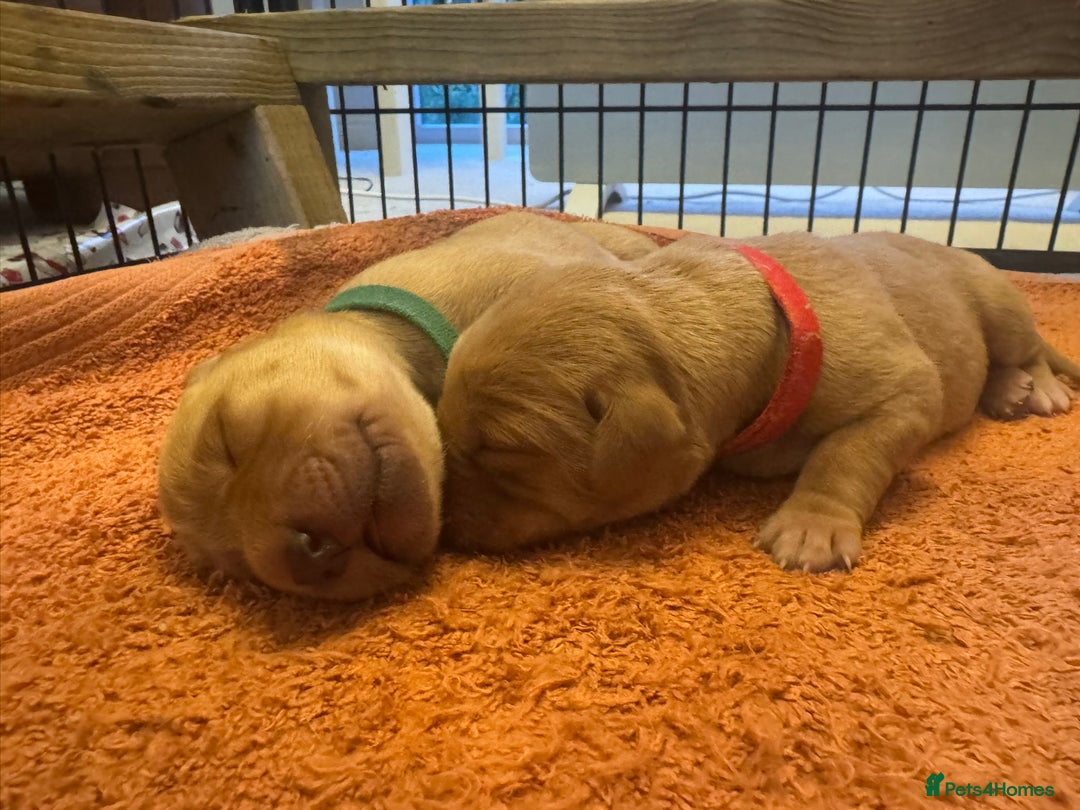 Labrador Retriever dogs for sale: ✨ Stunning 5 Male & 3 Female Fox Red Lab Puppies - Advert 41