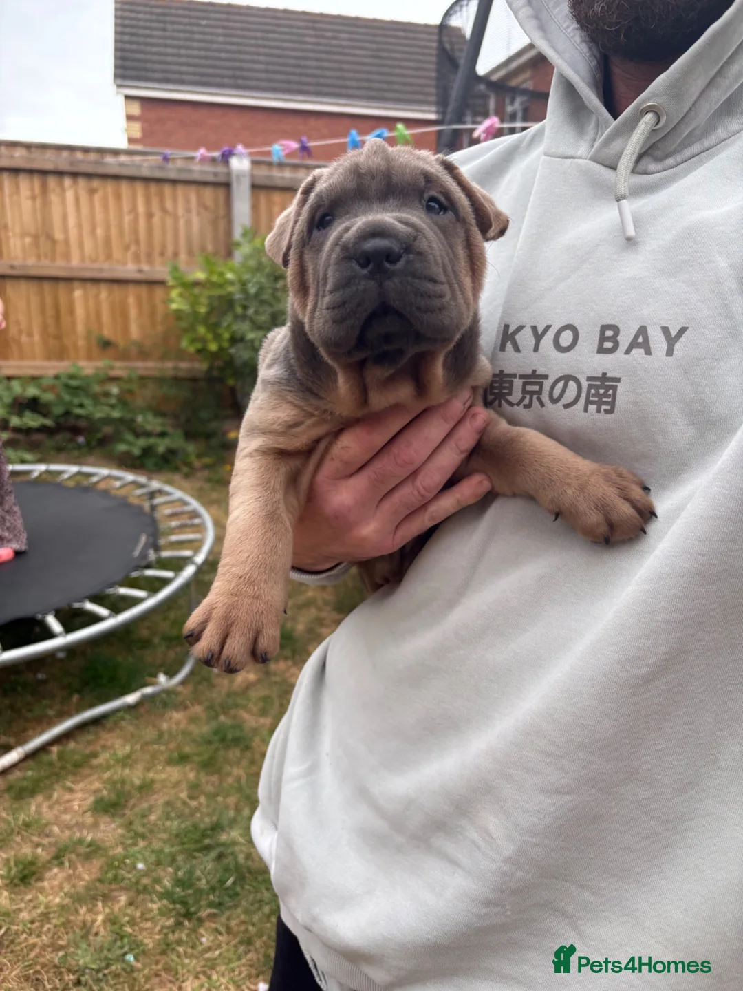 Mixed Breed dogs for sale: 2 female bull pei puppys - Advert 2