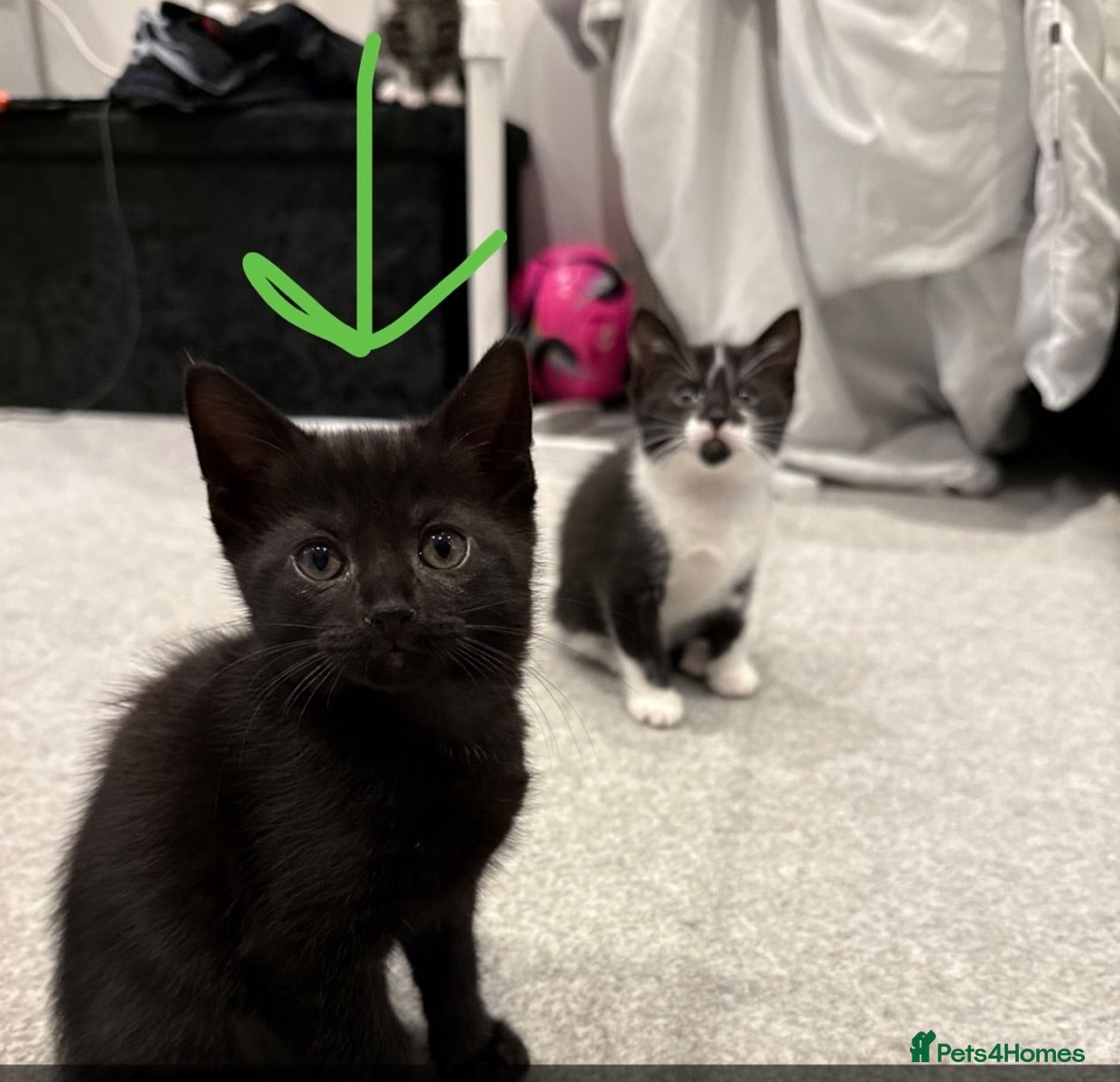 Russian Blue cats 🐾 Russian Blue/Bengal Tabby Kittens 🐾 - Advert 8