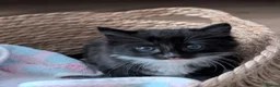 Mixed Breed cats for sale: 2 gorgeous fluffy tuxedo kittens available  - Advert 5