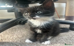 British Shorthair cats for sale: Fluffy 9-Week-Old Kittens – 1 Girl & 3 Boys Ready - Image 8