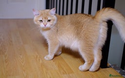 British Shorthair cats for sale: GCCF reg BSH Chocolate and Black Golden Kittens in London - Image 3
