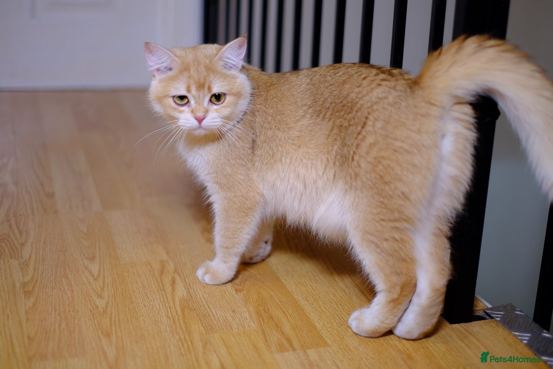 British Shorthair cats for sale: GCCF reg BSH Chocolate and Black Golden Kittens in London - Image 3