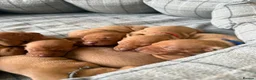 Hungarian Vizsla dogs for sale: Champion Bred Hungarian Vizsla Pups 0.9%COI KC Reg - Advert 2
