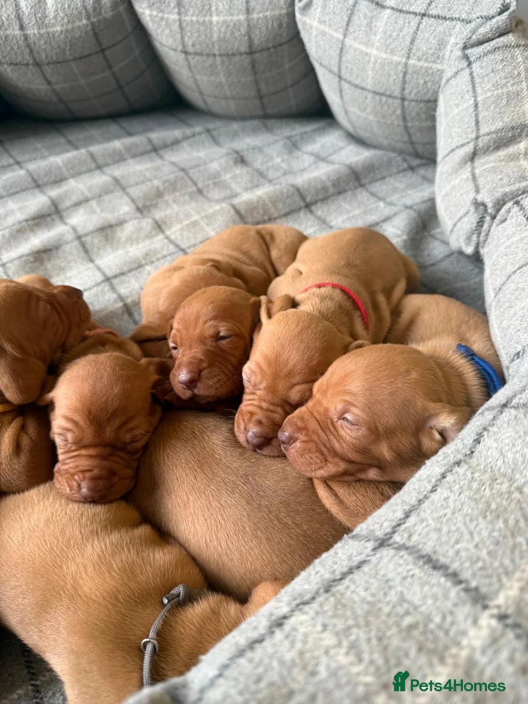 Hungarian Vizsla dogs for sale: Champion Bred Hungarian Vizsla Pups 0.9%COI KC Reg - Advert 2