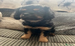 Cavapoo dogs for sale: Cavapoo x Cavalier - Image 8