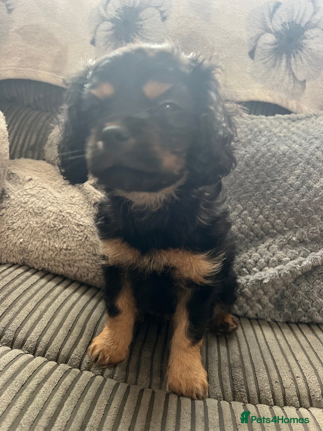 Cavapoo dogs for sale: Cavapoo x Cavalier - Image 8