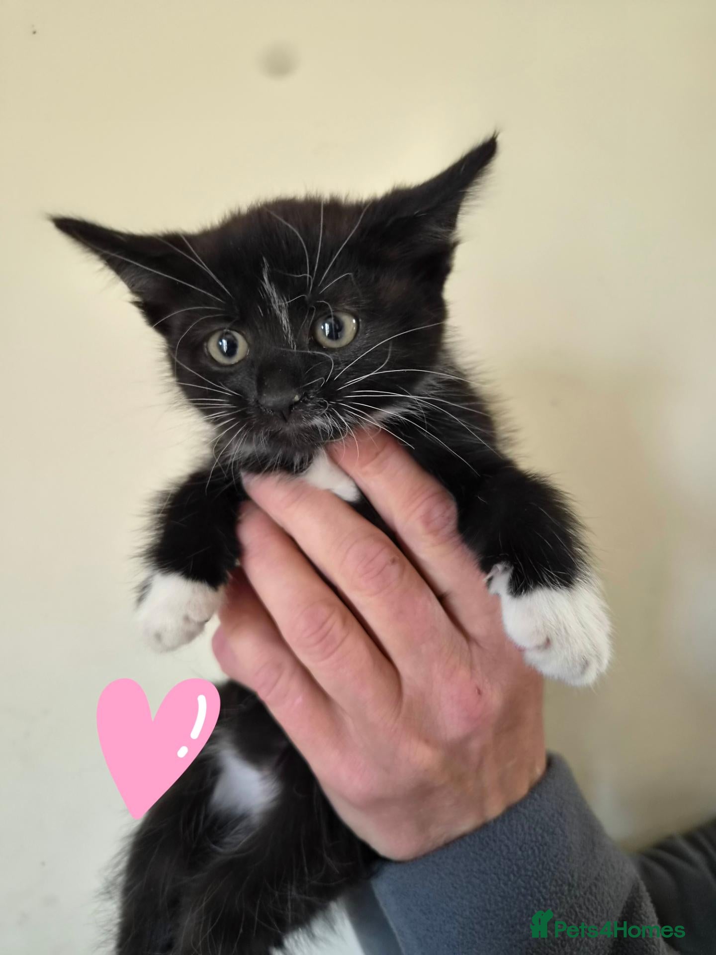 Mixed Breed cats Gorgeous B/W female kittens available now.  - Advert 5