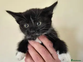 Mixed Breed cats Gorgeous B/W female kittens available now. - Advert 5