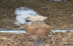 Chickens poultry for sale: Fraggle and polish males - Image 3