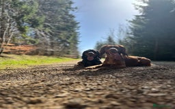 Cocker Spaniel dogs for stud: Working Cocker Spaniel at Stud (Proven) - Advert 4