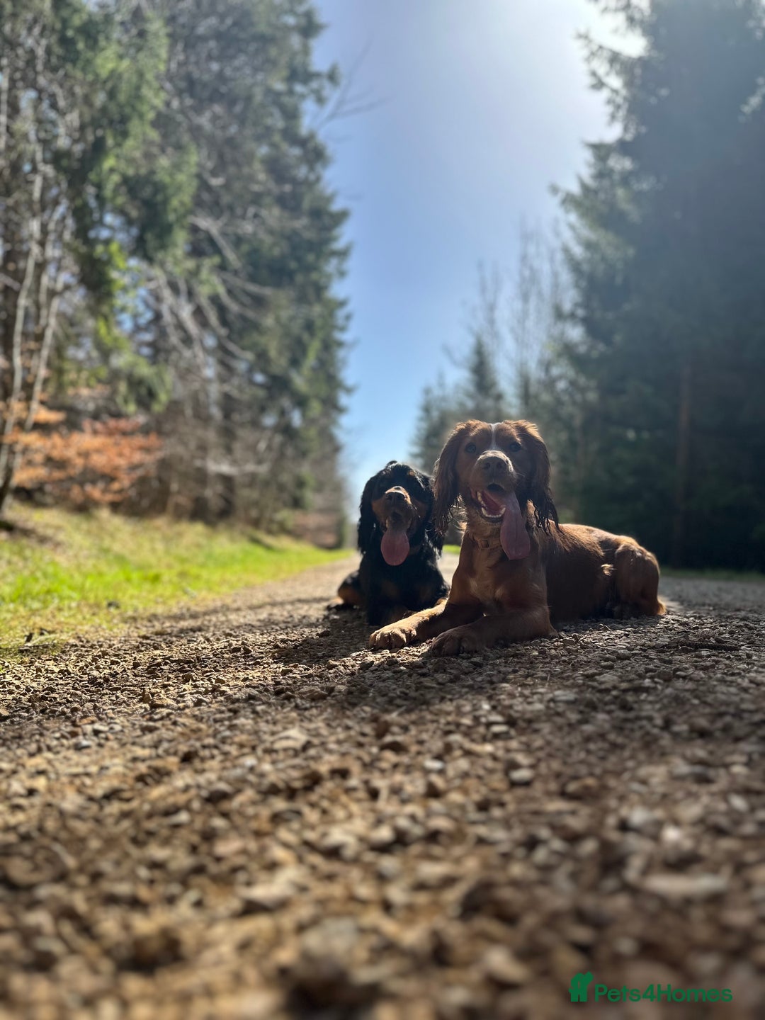 Cocker Spaniel dogs for stud: Working Cocker Spaniel at Stud (Proven) - Advert 4