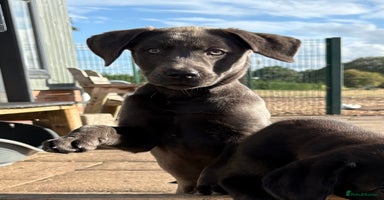 Labrador Retriever dogs - Advert 9