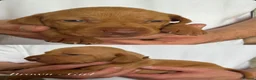Hungarian Vizsla dogs for sale: KC Registered Hungarian Viszla litter  - Advert 21
