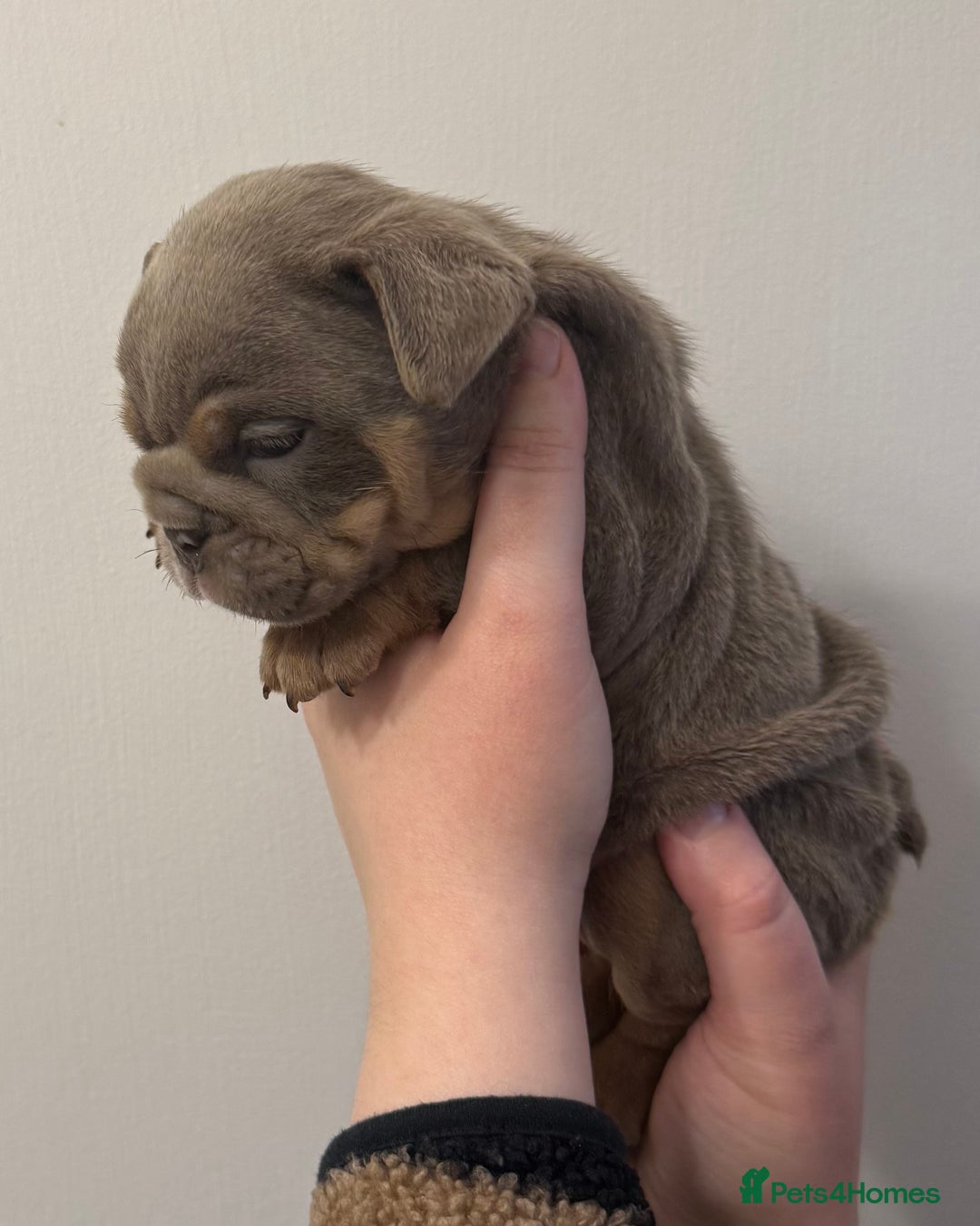 English Bulldog dogs for sale: Lilac Merle female English bulldog puppies  - Advert 17