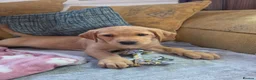 Labrador Retriever dogs for sale: 9 week old bitch for sale. - Advert 6
