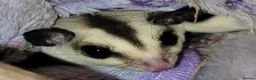 Sugar Glider rodents for sale: Lonely male sugar glider joey looking for a friend - Advert 4