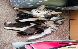 Mixed Breed cats for sale: 4 Adorable Kittens Looking for Their Forever Homes - Image 9