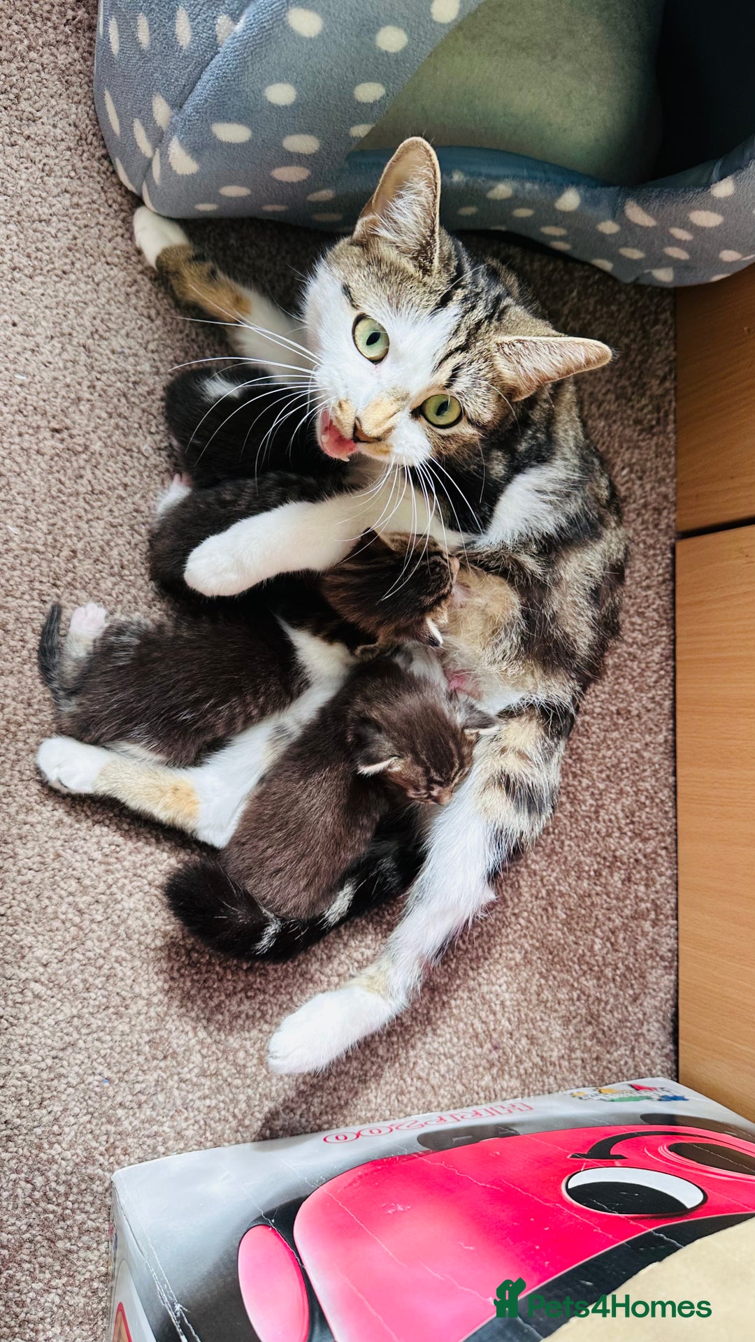 Mixed Breed cats for sale: 4 Adorable Kittens Looking for Their Forever Homes - Image 9
