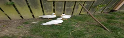 Ducks poultry for sale: Trio white call ducks  - Advert 2