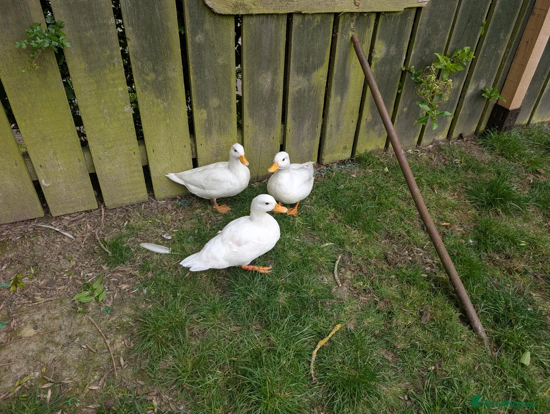 Ducks poultry for sale: Trio white call ducks  - Advert 2