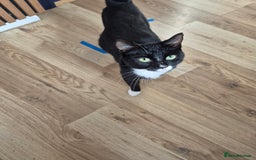 Mixed Breed cats for sale: Kittens for sale - Image 3