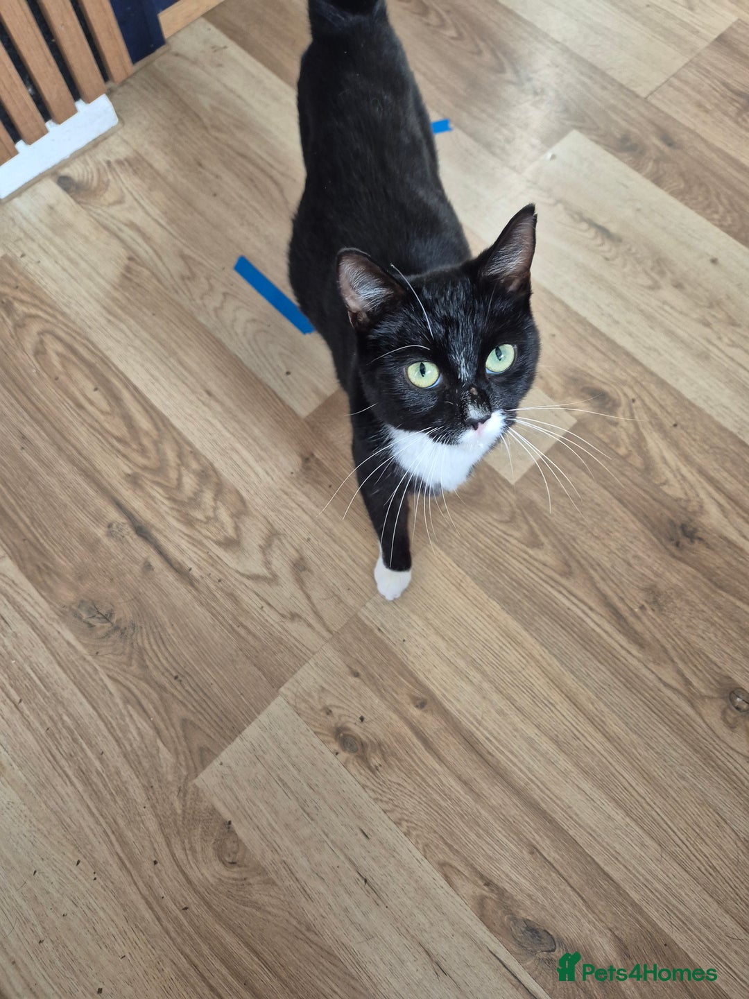 Mixed Breed cats for sale: Kittens for sale - Image 3
