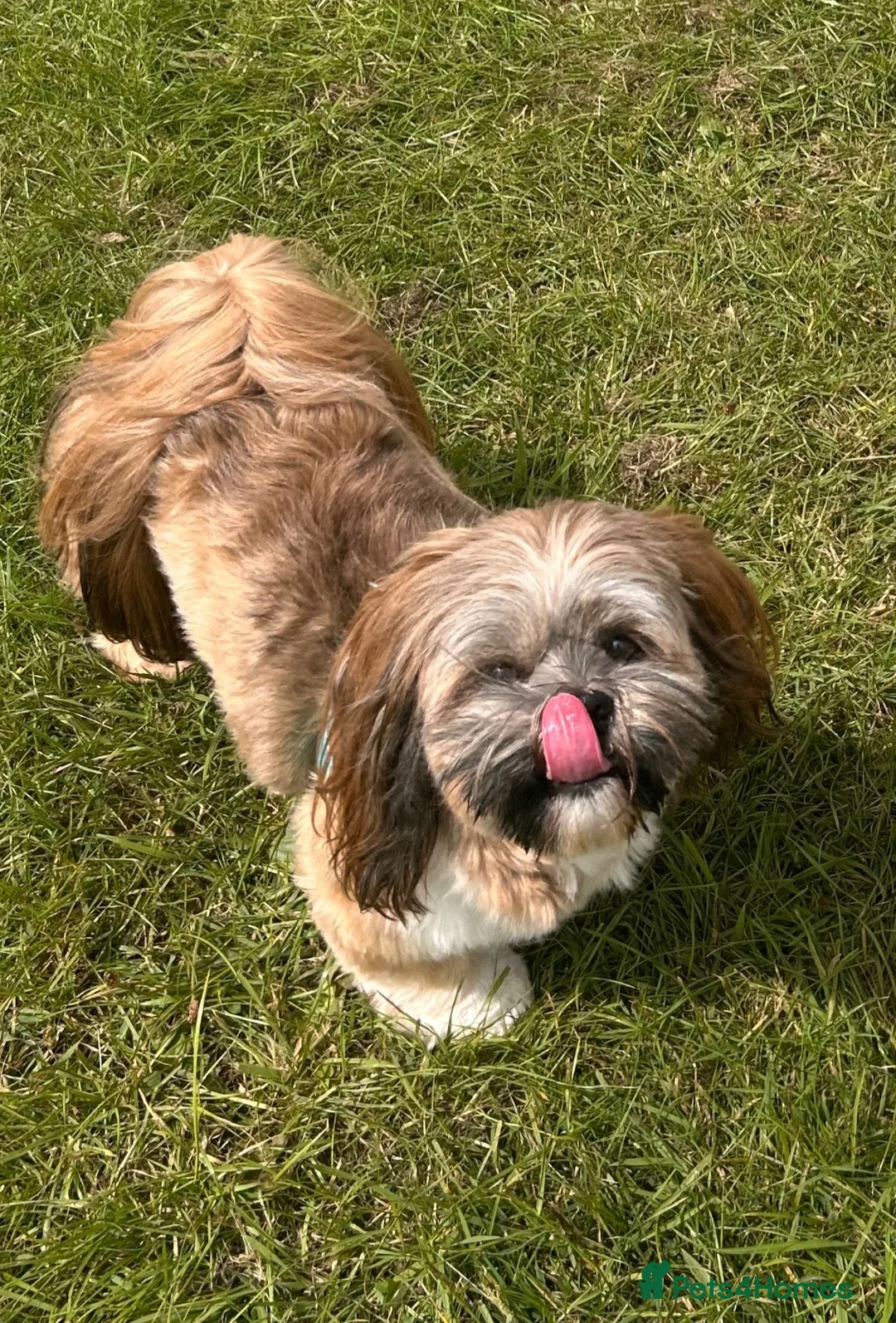 Lhasa Apso dogs for stud: Kc reg Lhasa apso for stud  in York - Advert 2