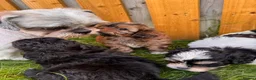 Mixed Breed dogs for sale: Shihpoo - Advert 13