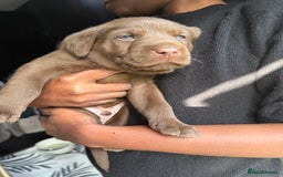 Labrador Retriever dogs for sale: EXCELLENT &UNIQUE LAB PUPPIES AV 12 NOV £1450 - Image 37