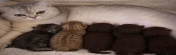 British Shorthair cats for sale: British shorthair kittens!! Waiting list open!! - Advert 3