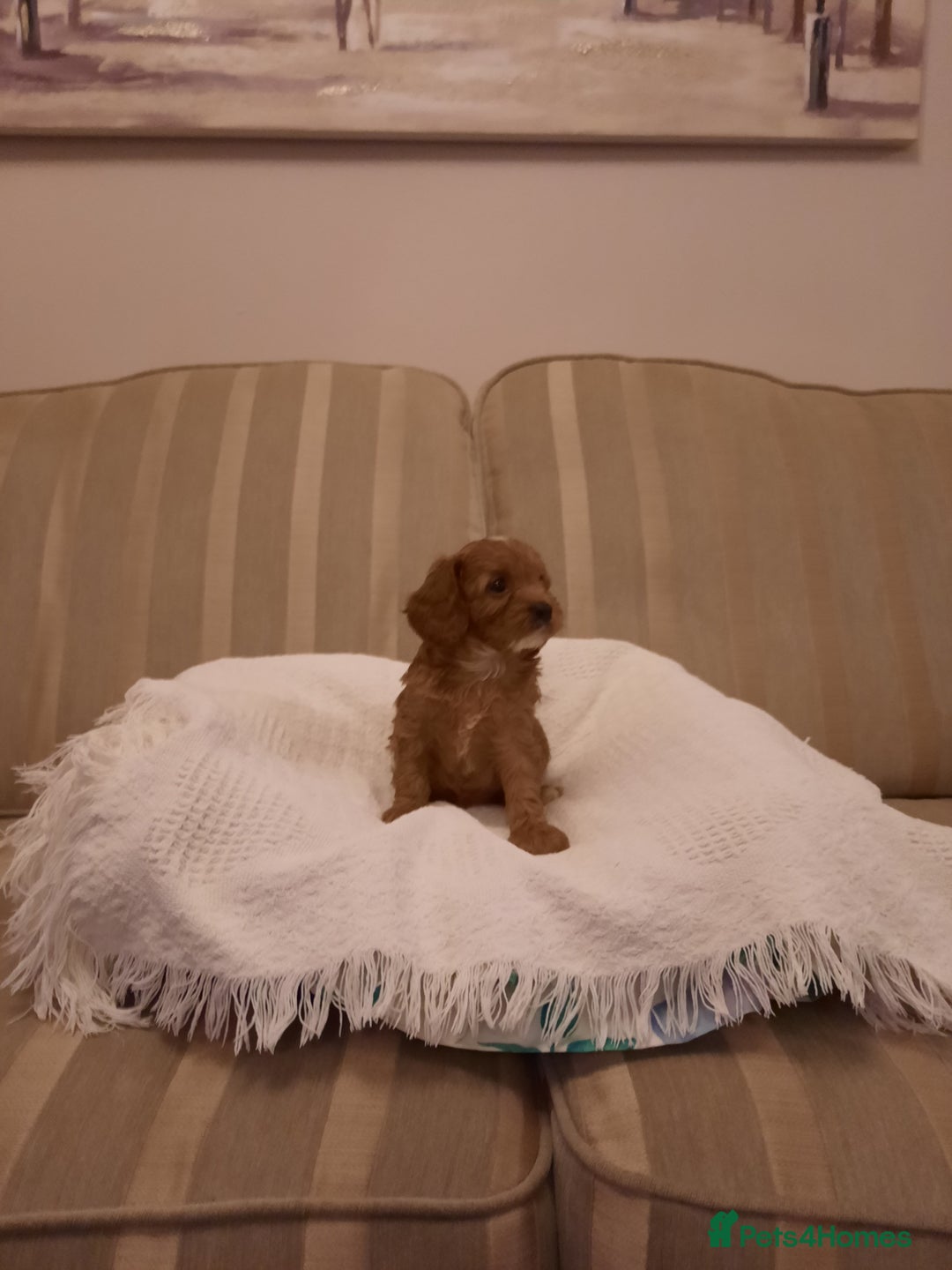 Cavapoo dogs for sale:  Cavapoo  - Advert 6