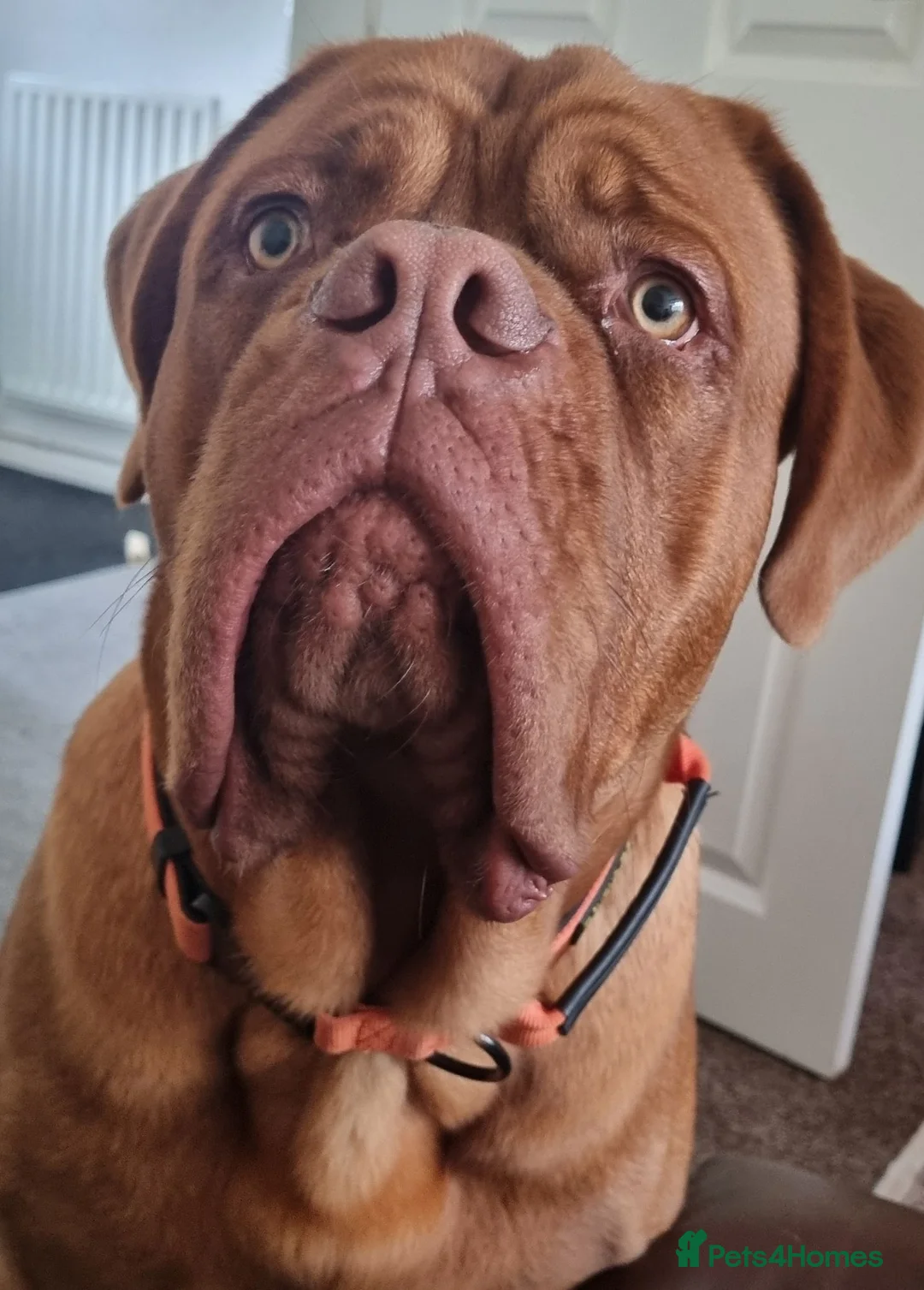 Dogue De Bordeaux dogs for sale: Jack  - Advert 1