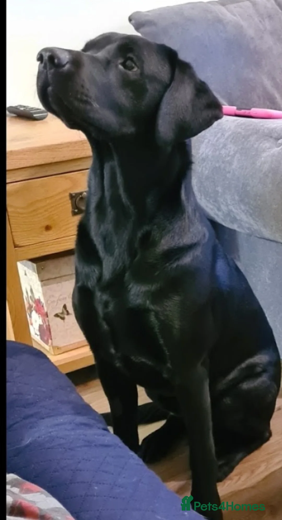 Labrador Retriever dogs for stud: Labrador Ret. 100%-success PROVEN KC/Health tested in Brecon - Advert 30