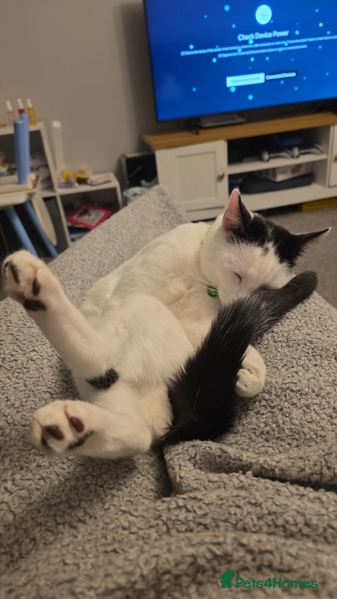 Mixed Breed cats for sale: Male kitten - Advert 2