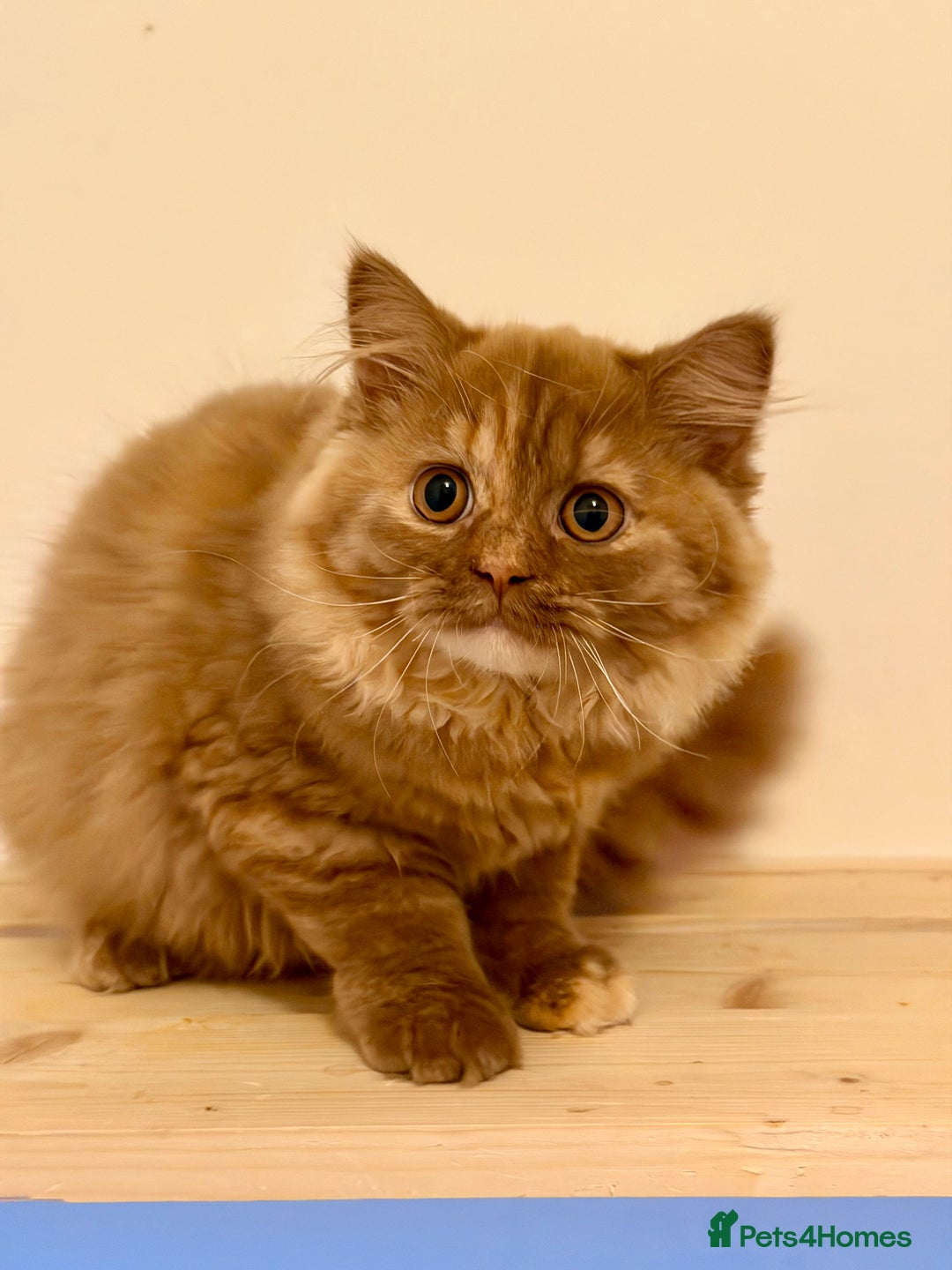 British Longhair cats for sale: Champion line kittens with excellent pedigrees - Advert 5